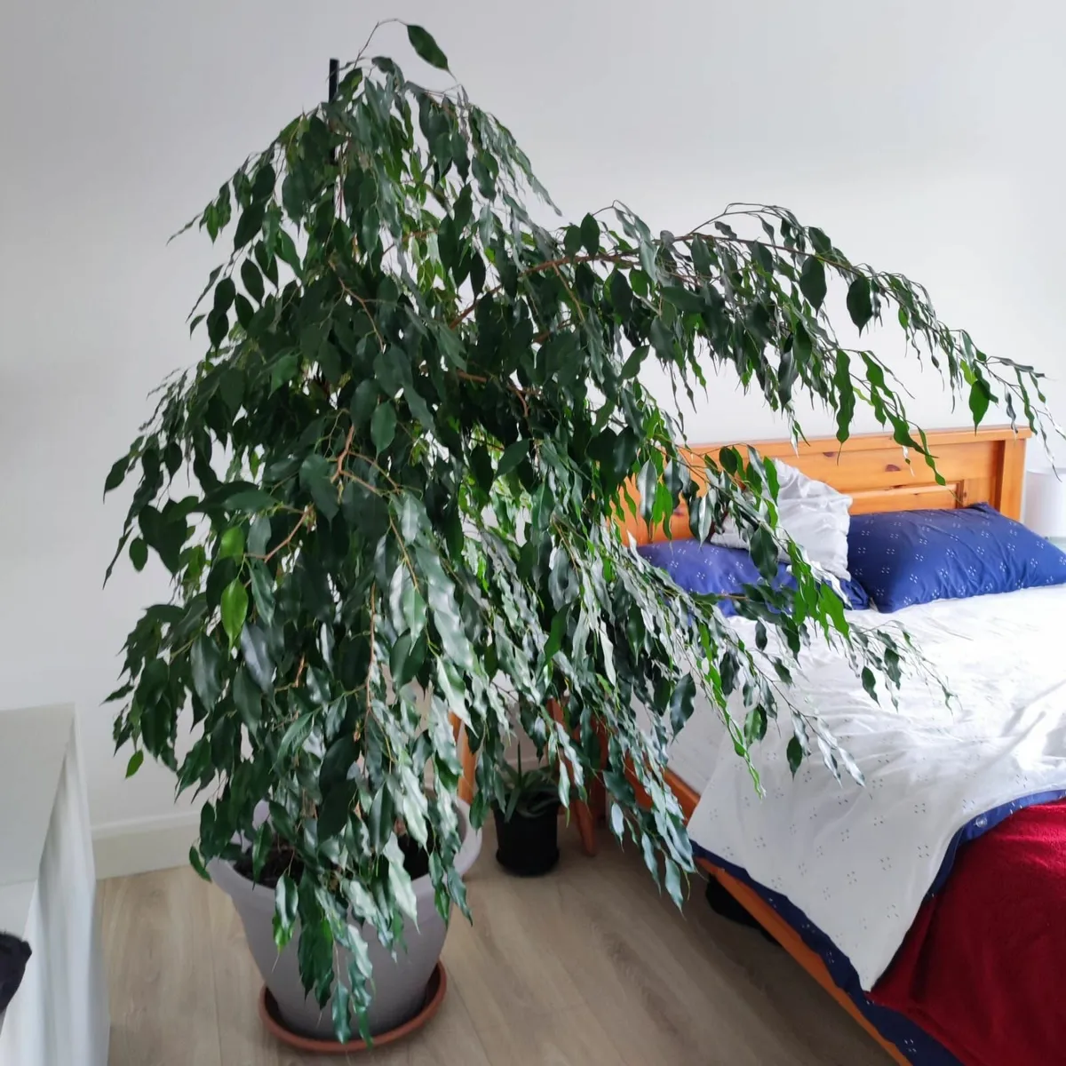 House Plant – Ficus Benjamina – large - Image 2