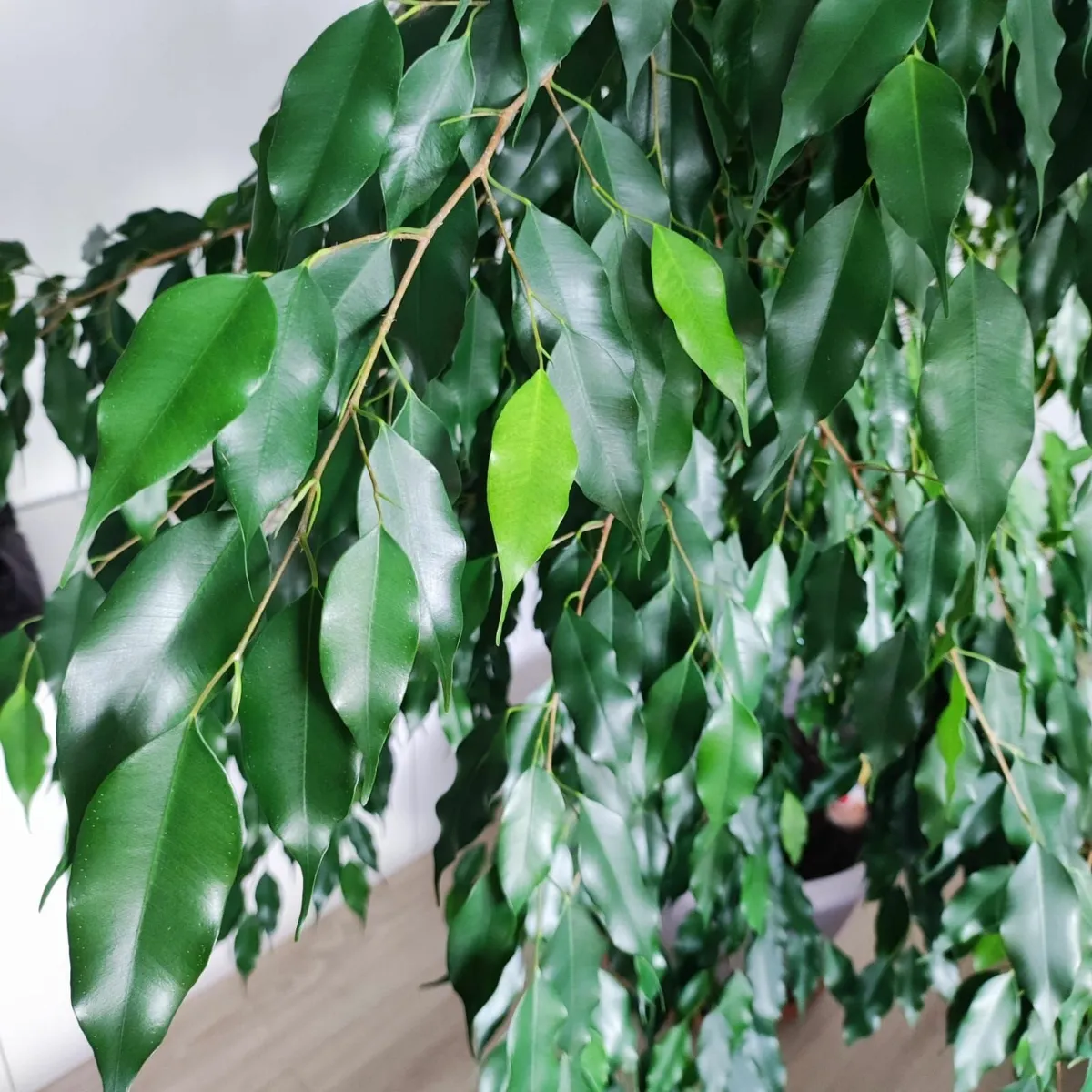 House Plant – Ficus Benjamina – large - Image 3