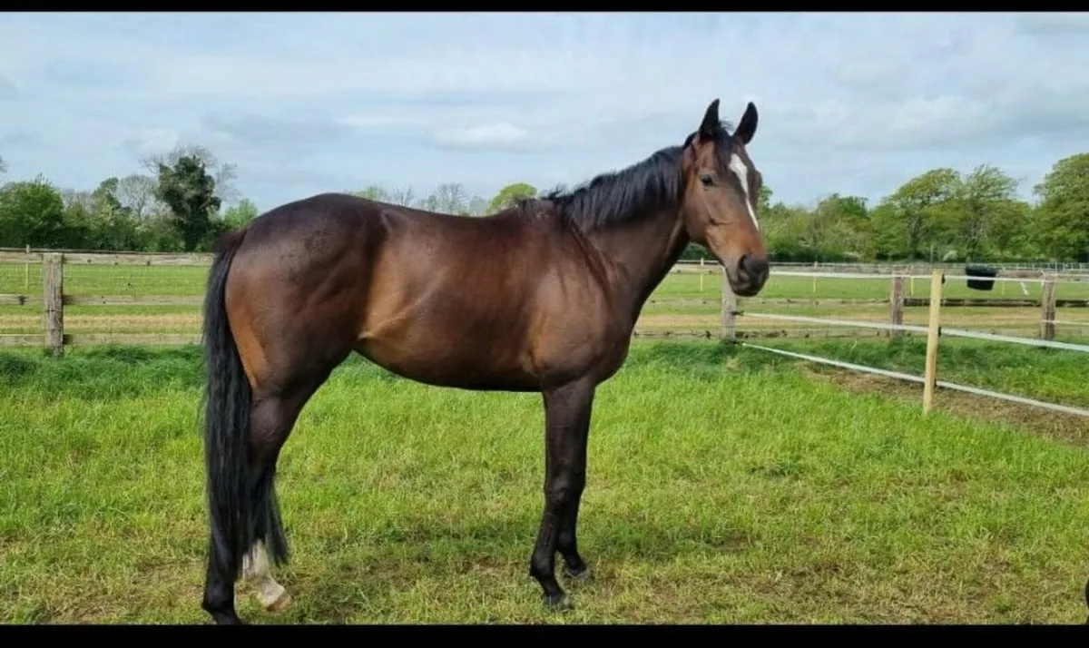 Potential TB Broodmare - Image 1