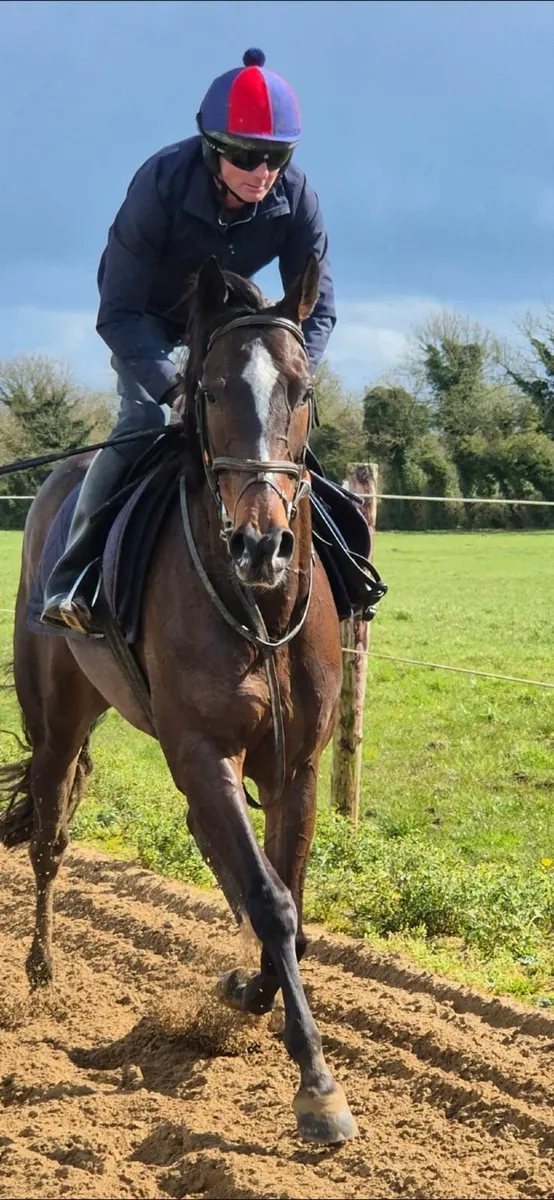 Potential TB Broodmare - Image 4