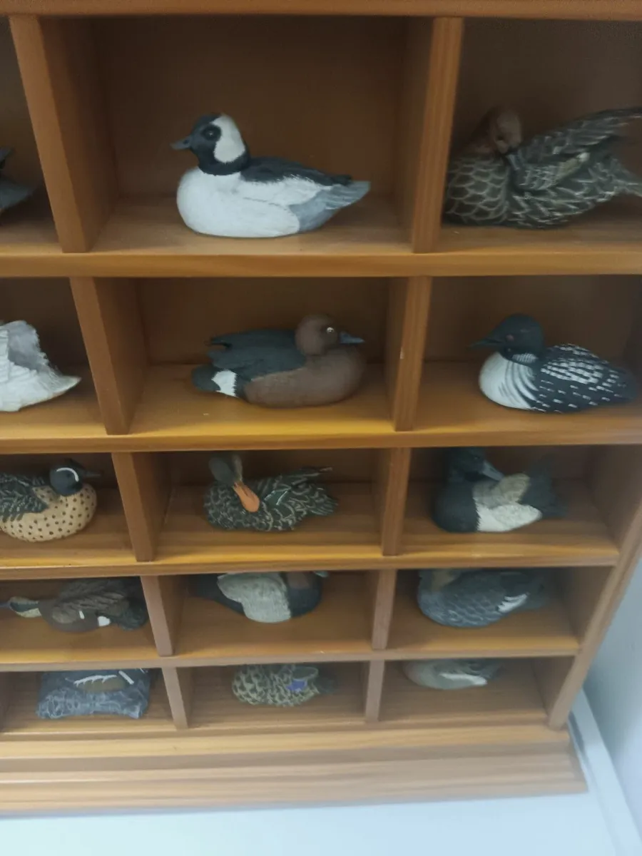 Wildlife display - Image 4