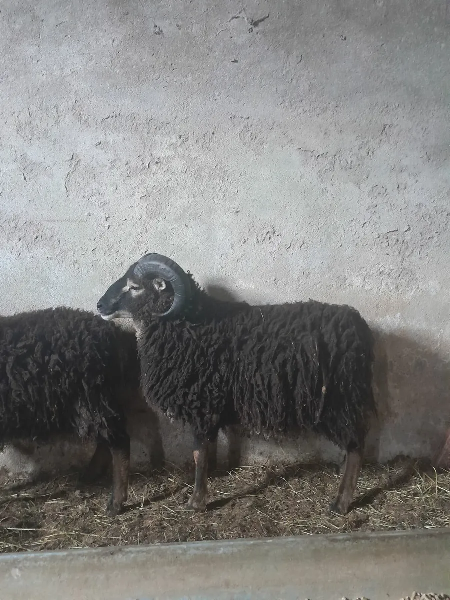 Ram