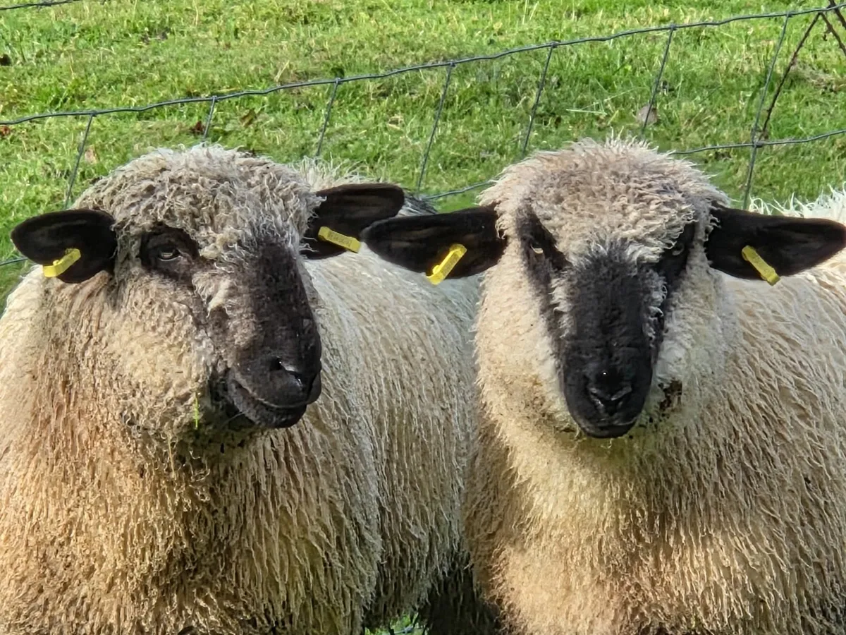 Hampshire Down Cross Ewe Lambs - Image 1