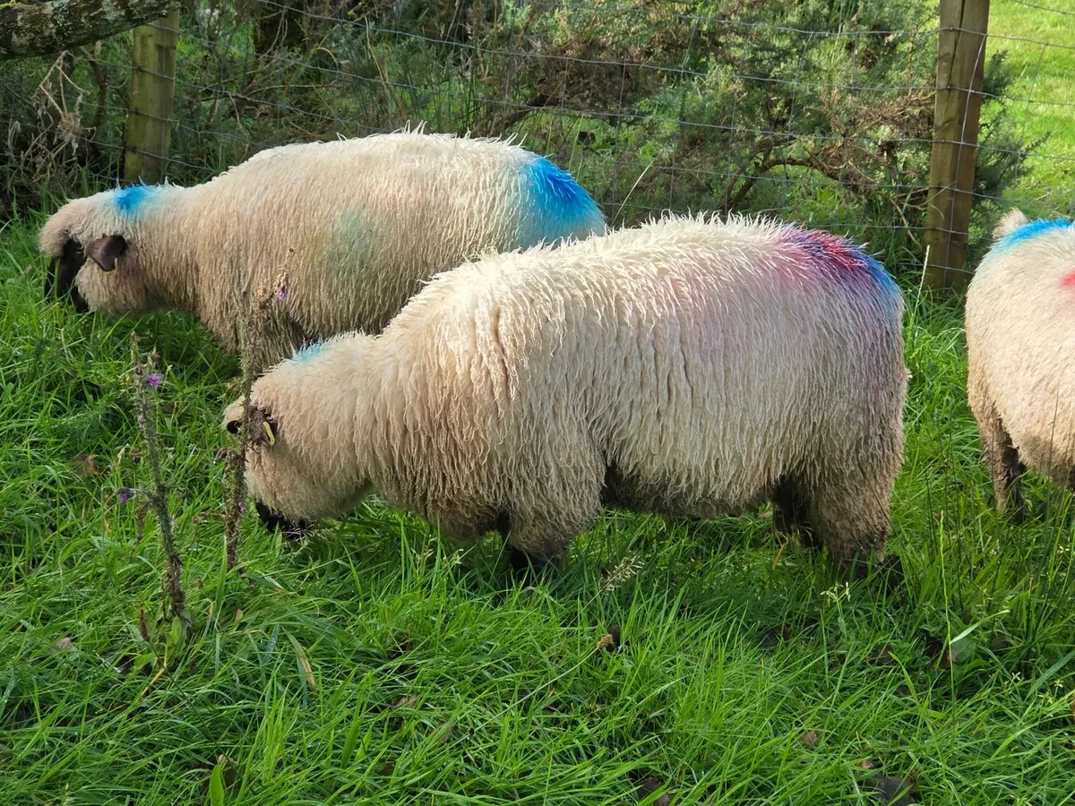 Hampshire Down Cross Ewe Lambs - Image 3