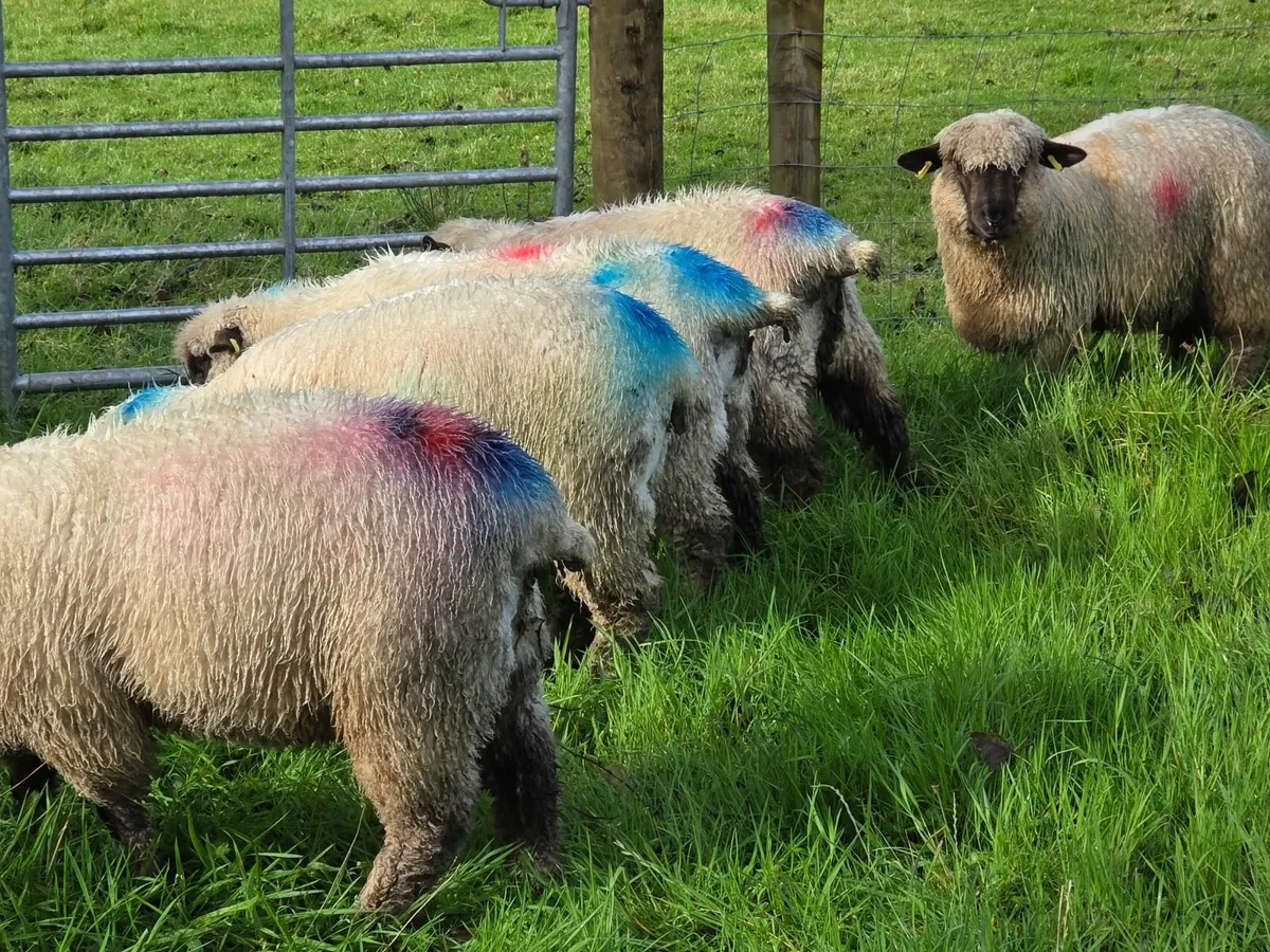 Hampshire Down Cross Ewe Lambs - Image 4