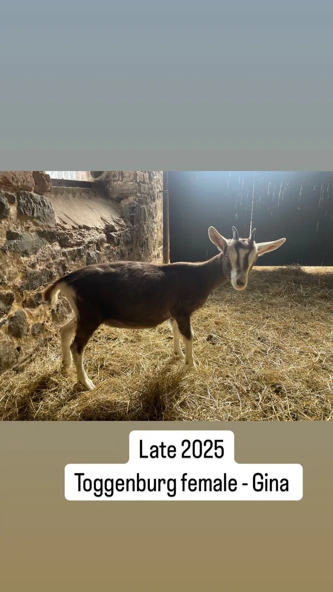 Toggenburg pure bred 2 x females 1 male castraded - Image 2