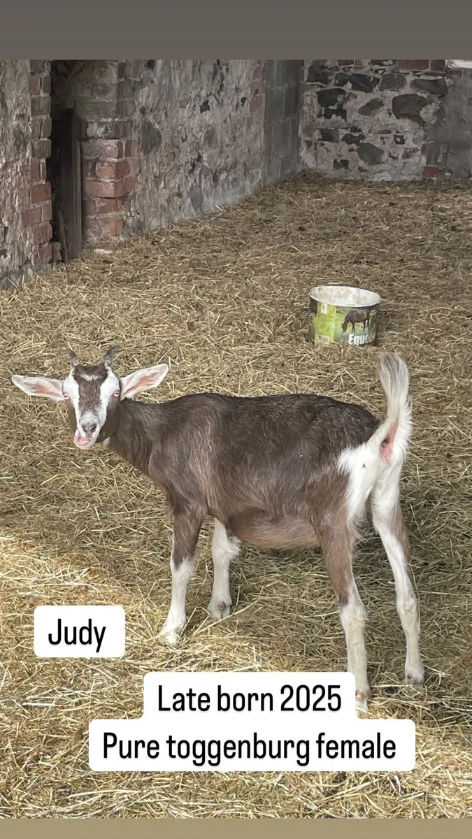 Toggenburg pure bred 2 x females 1 male castraded - Image 1
