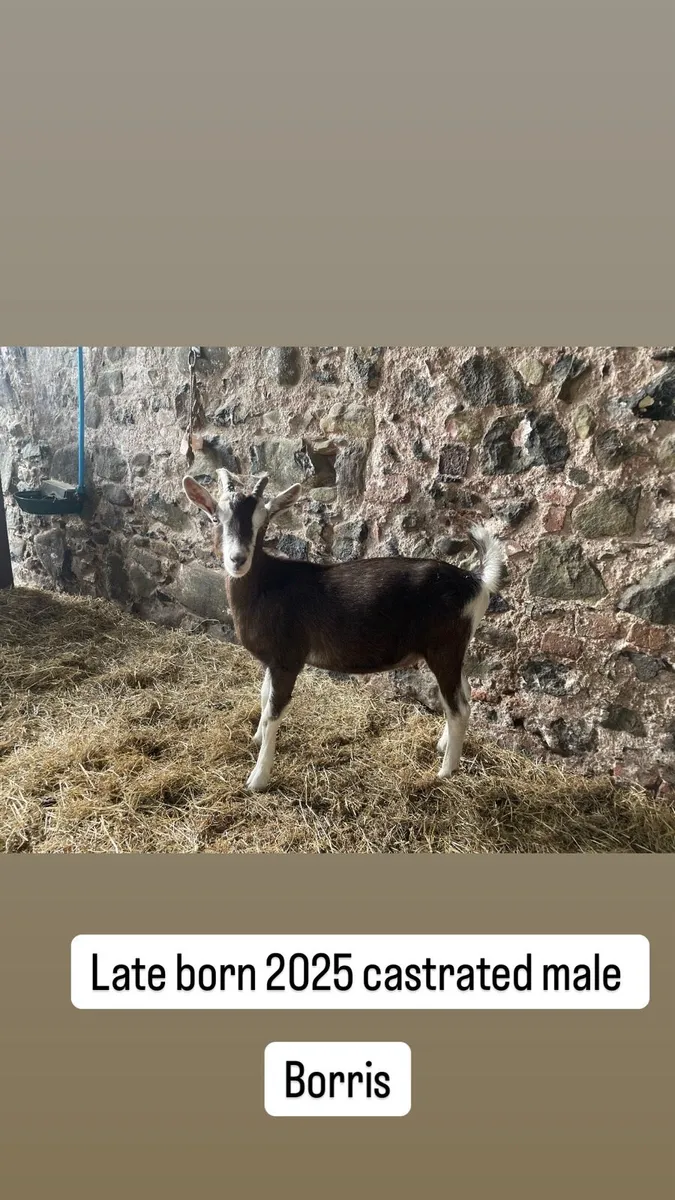 Toggenburg pure bred 2 x females 1 male castraded - Image 3