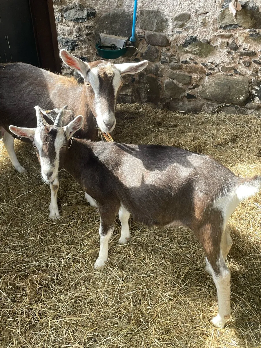 Toggenburg pure bred 2 x females 1 male castraded - Image 4