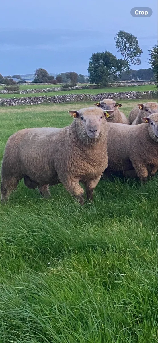 Purebred registered Vendeen ram lambs - Image 1