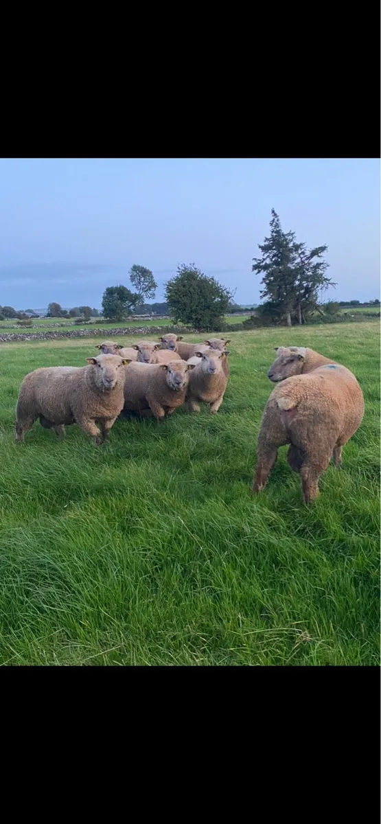 Purebred registered Vendeen ram lambs - Image 2