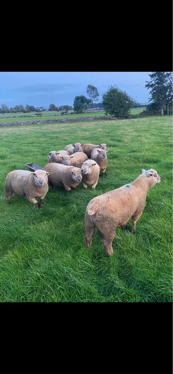 Purebred registered Vendeen ram lambs - Image 4