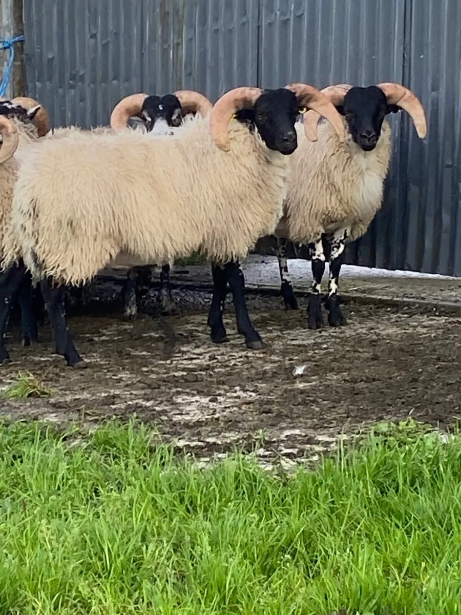 3 Lanark cross Mayo ram lambs - Image 1