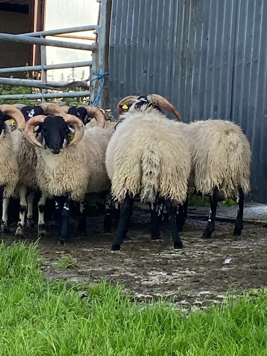 3 Lanark cross Mayo ram lambs - Image 3