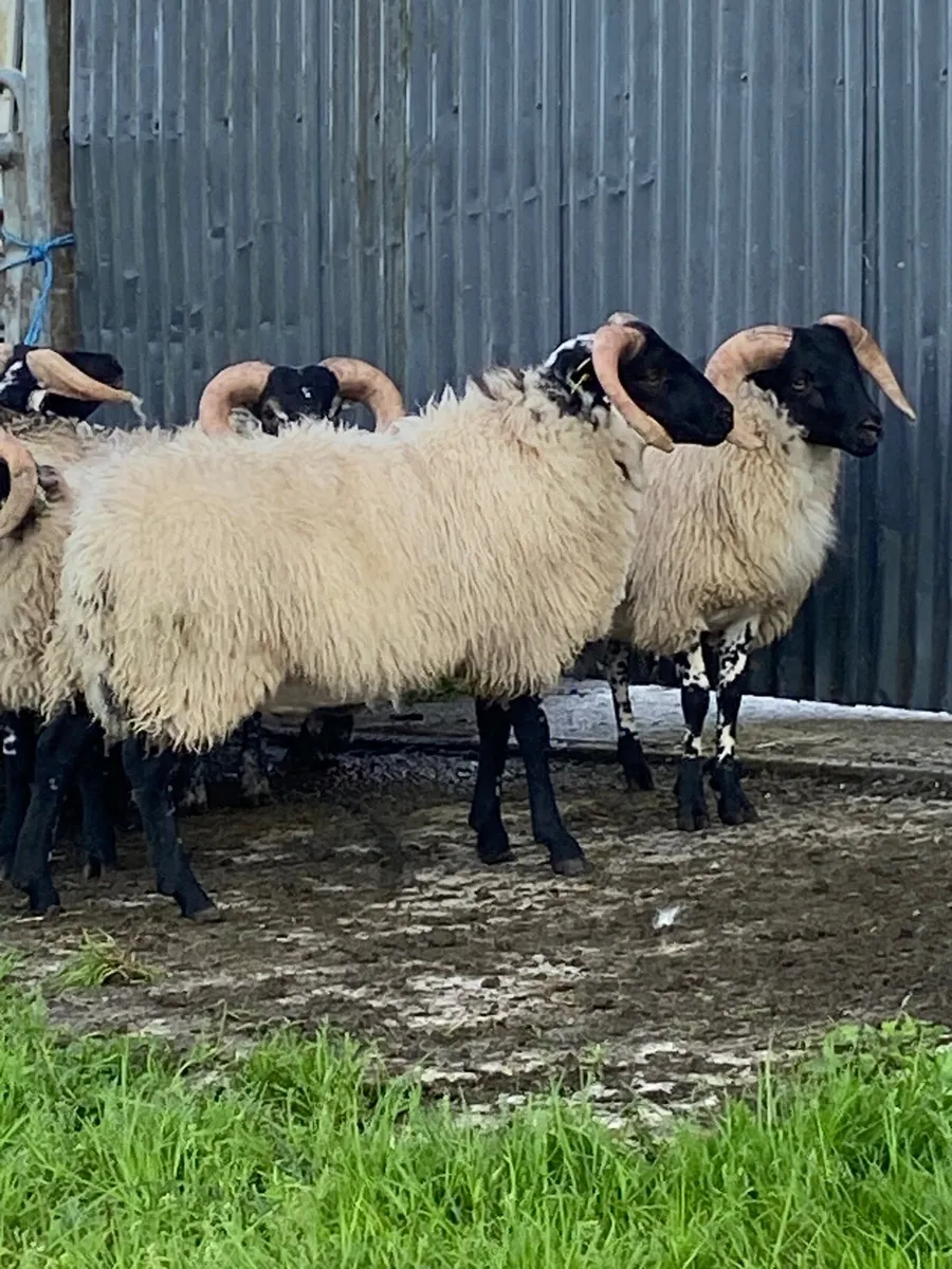 3 Lanark cross Mayo ram lambs - Image 4