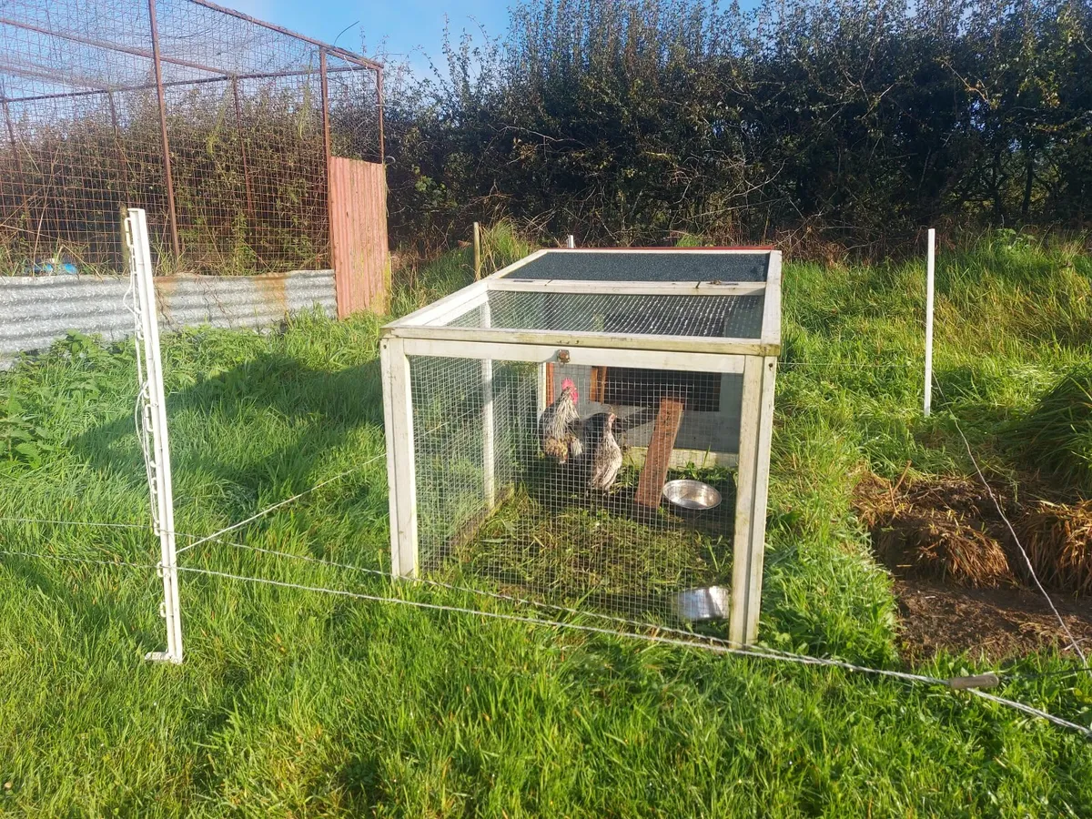 Hen and rooster - Image 1