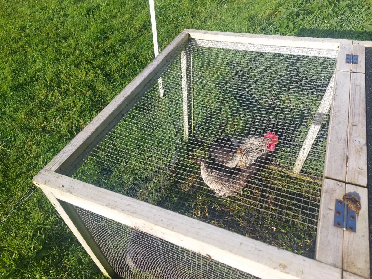 Hen and rooster - Image 4