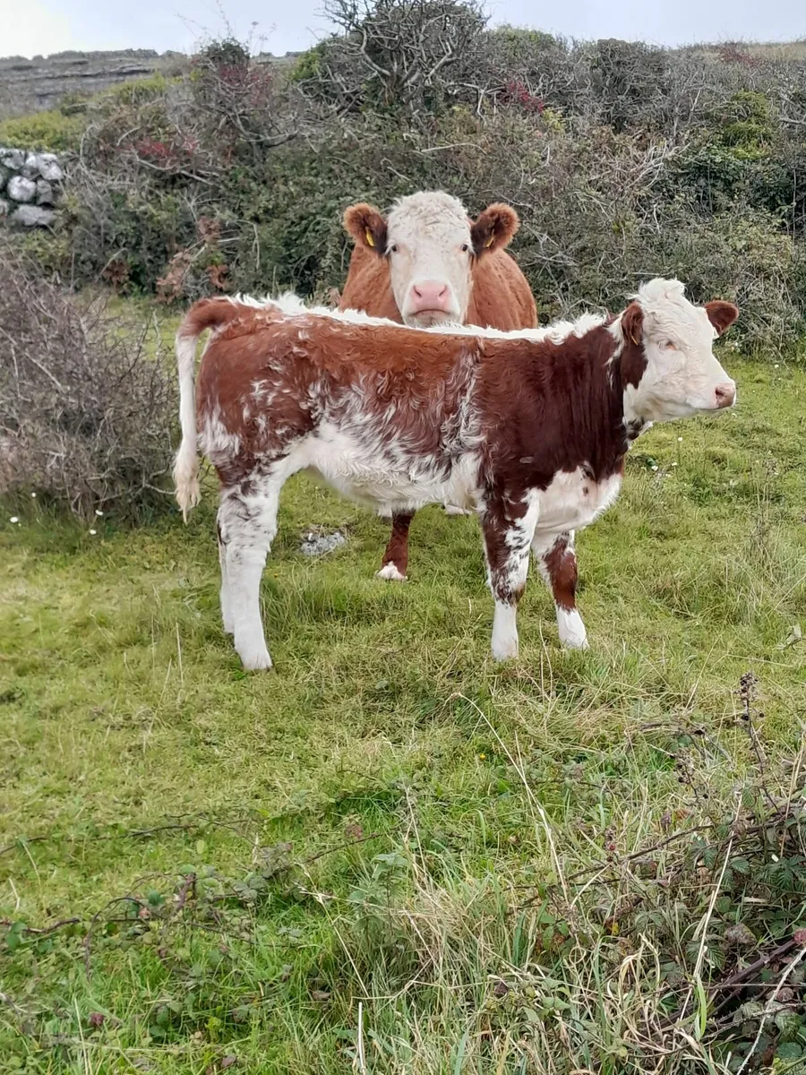2 for Kilfenora 22nd - Image 2