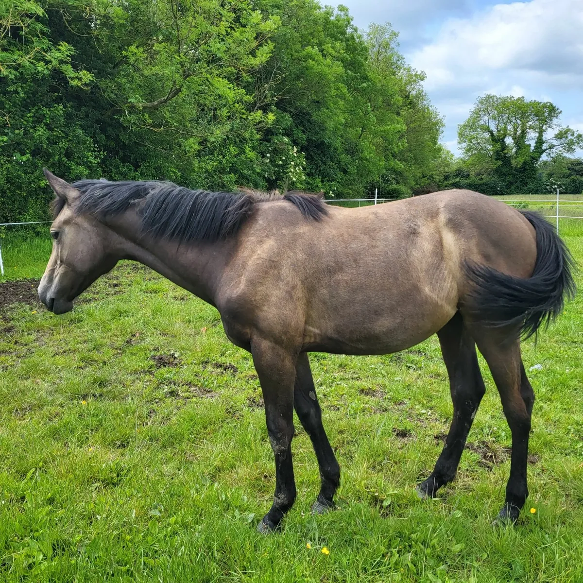 Yearling filly