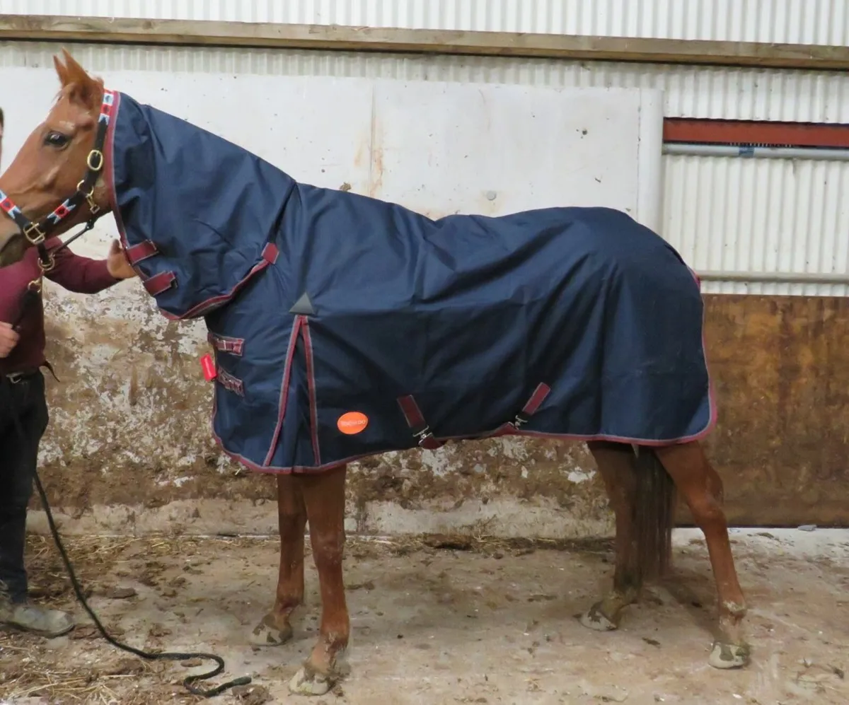 New Turnout and Stable Rugs - Image 2