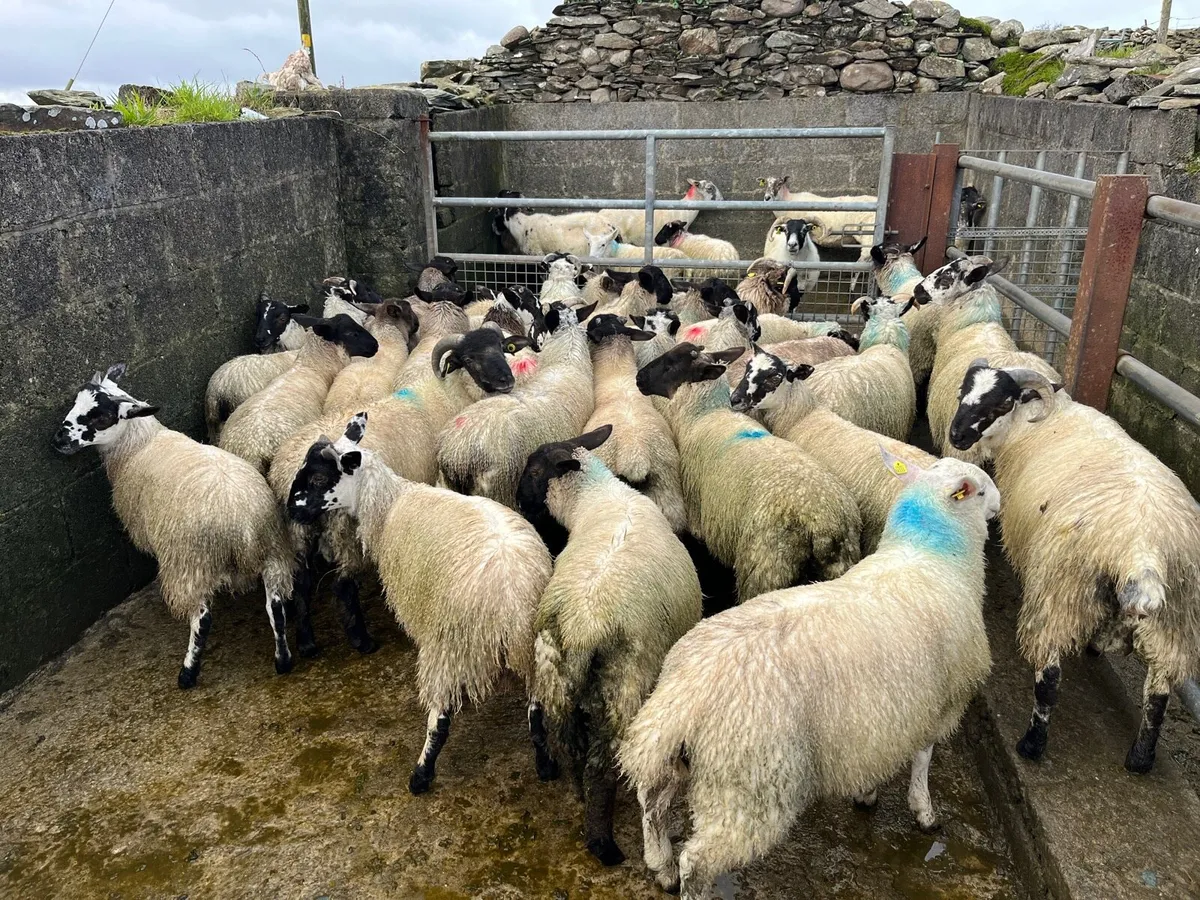 Ram lambs - Image 1