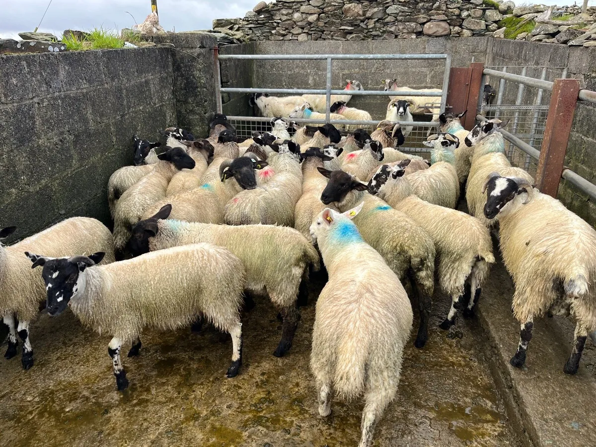 Ram lambs - Image 2