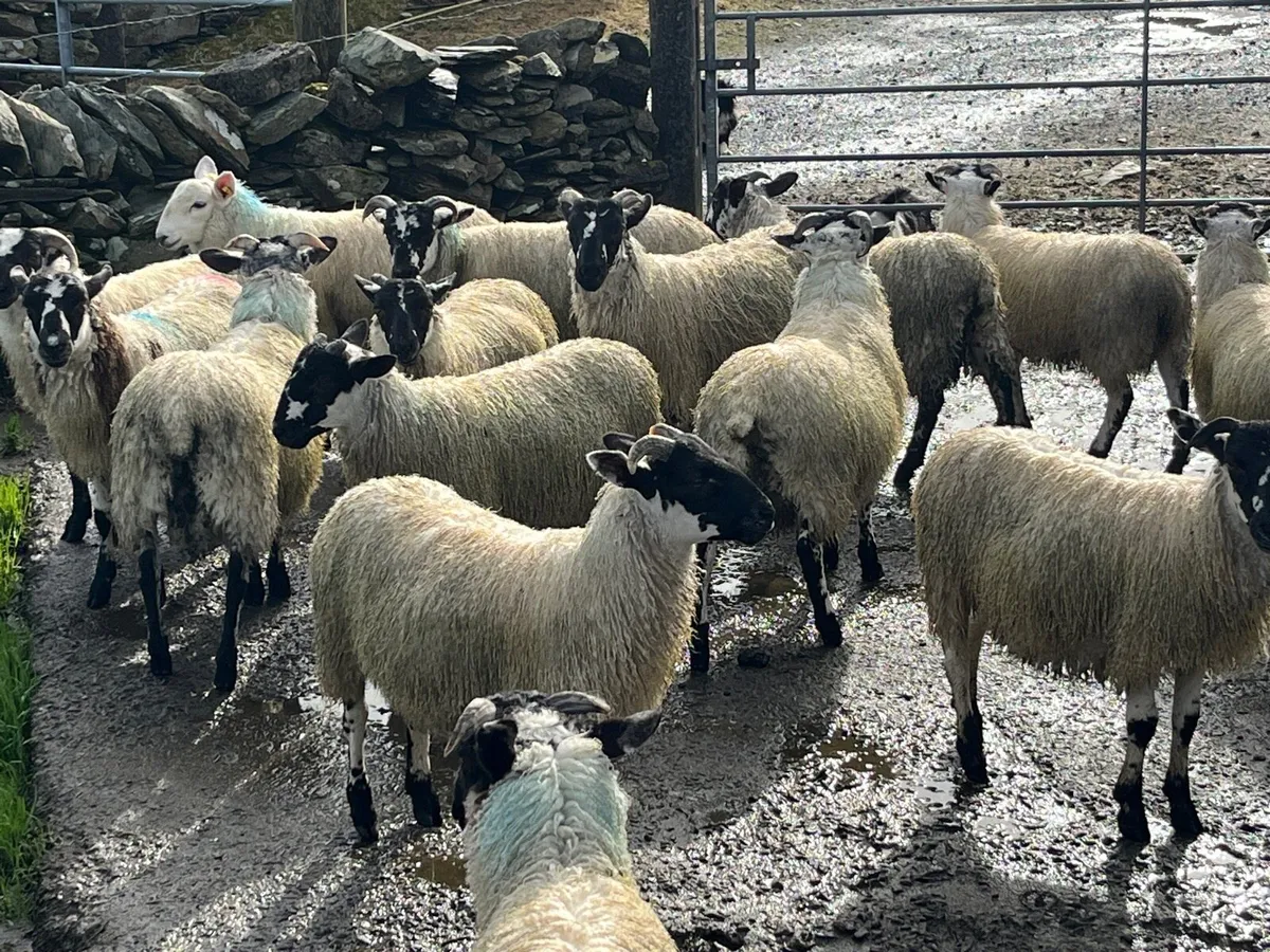 Ram lambs - Image 3
