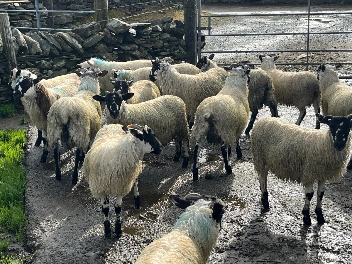 Ram lambs - Image 4