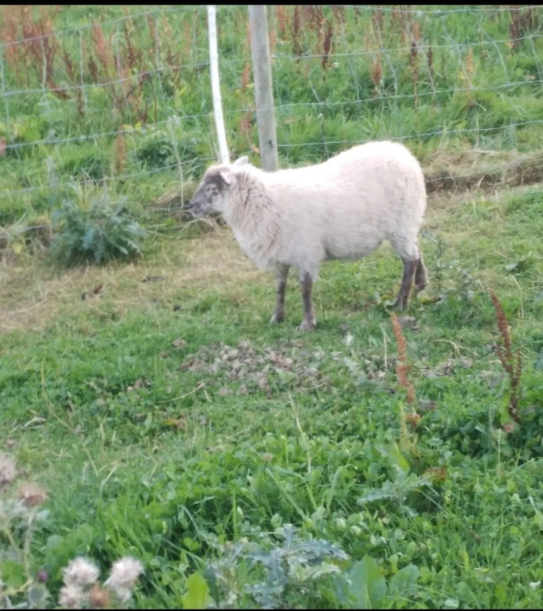 Sheltland sheep - Image 2