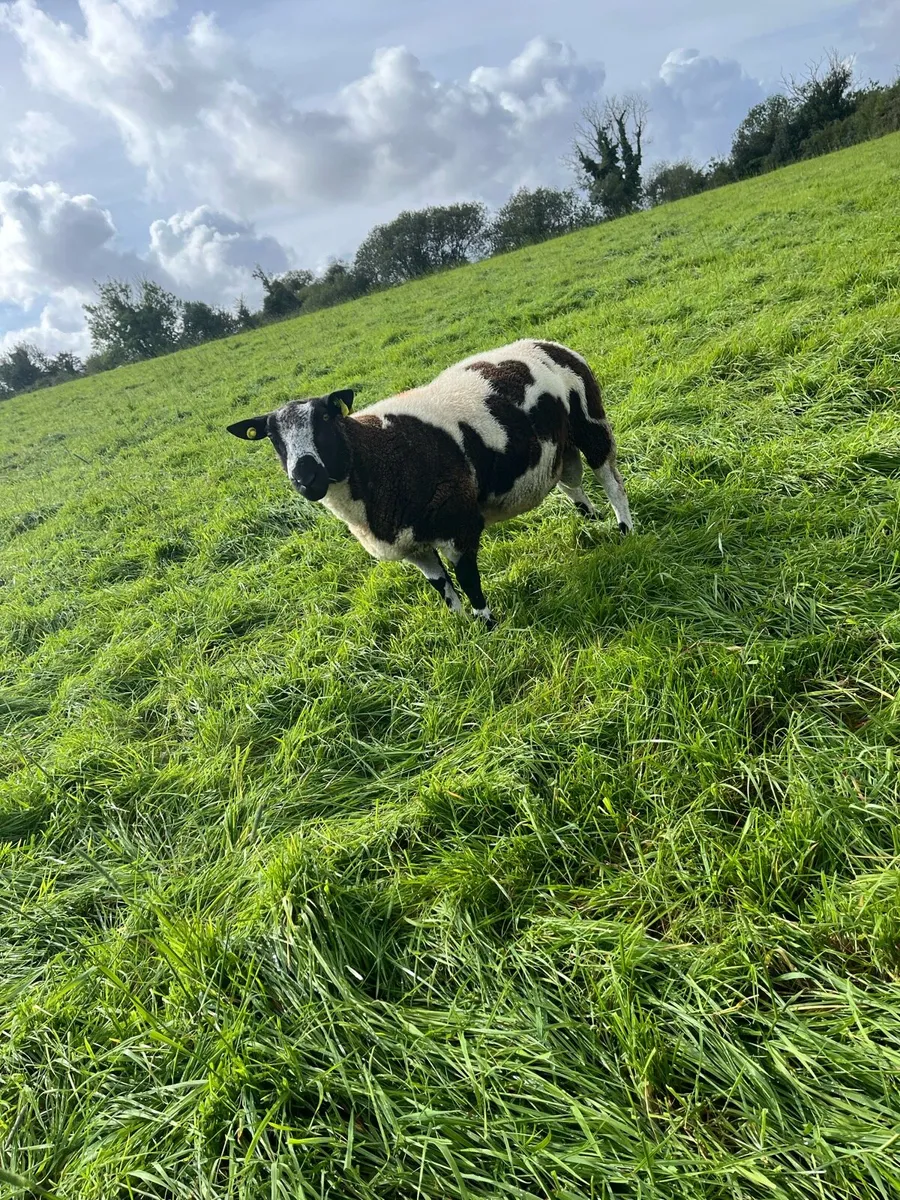 Dutch spotted ram - Image 1
