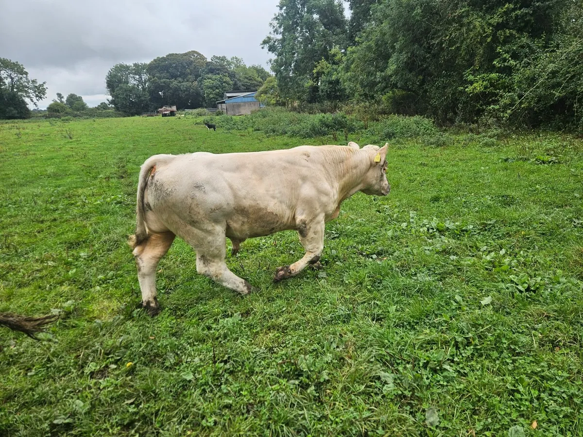 Bull - Image 1