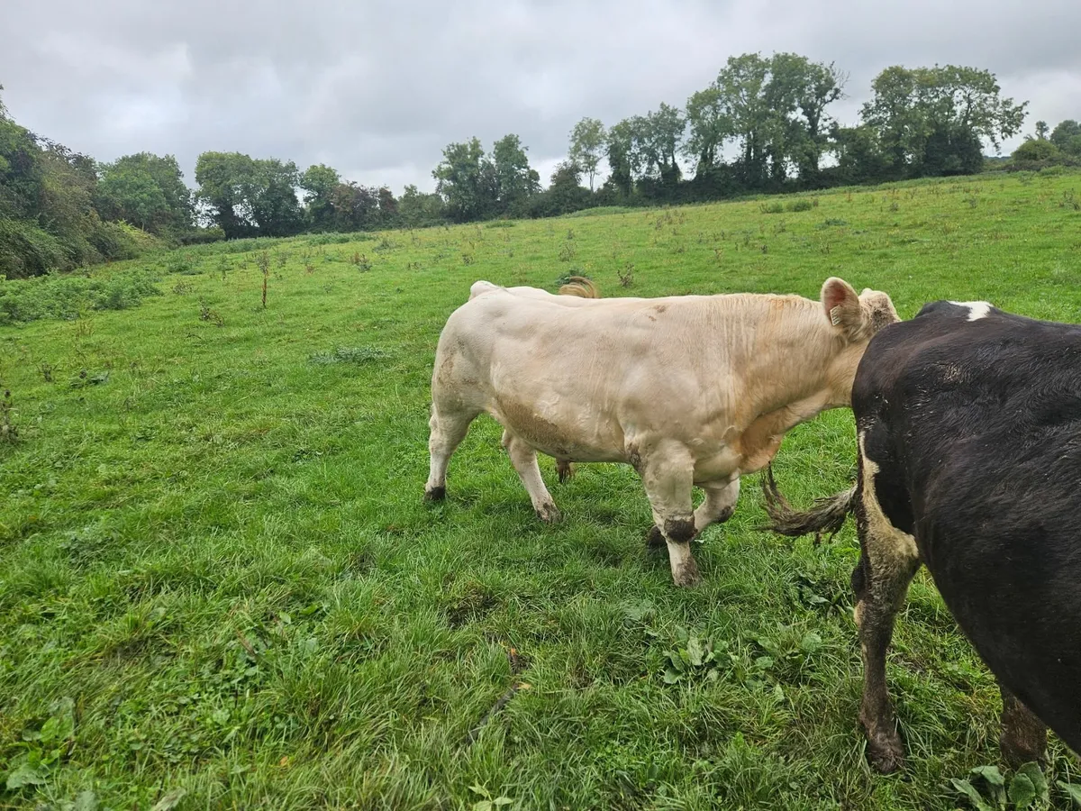 Bull - Image 2