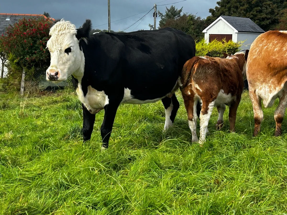 4 Star Cow & Heifer Calf At Foot - Image 1