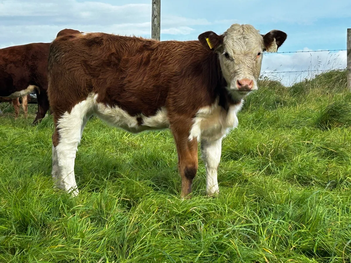 4 Star Cow & Heifer Calf At Foot - Image 2