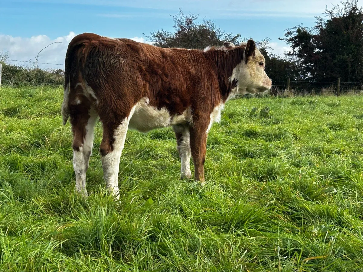 4 Star Cow & Heifer Calf At Foot - Image 3