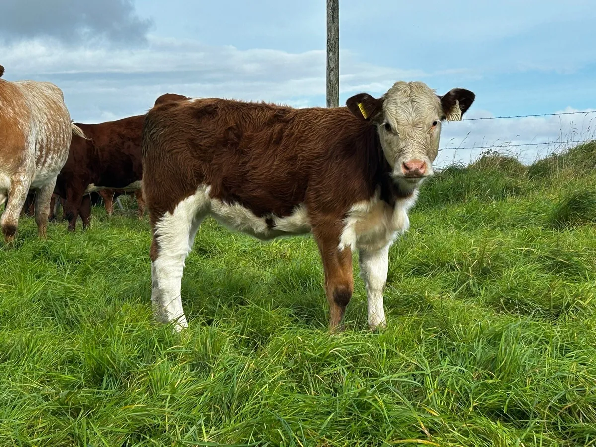 4 Star Cow & Heifer Calf At Foot - Image 4