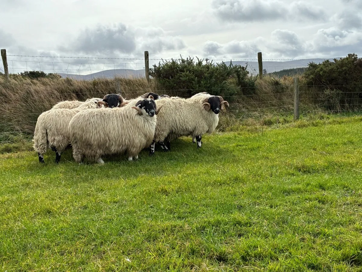 Hogget rams - Image 2