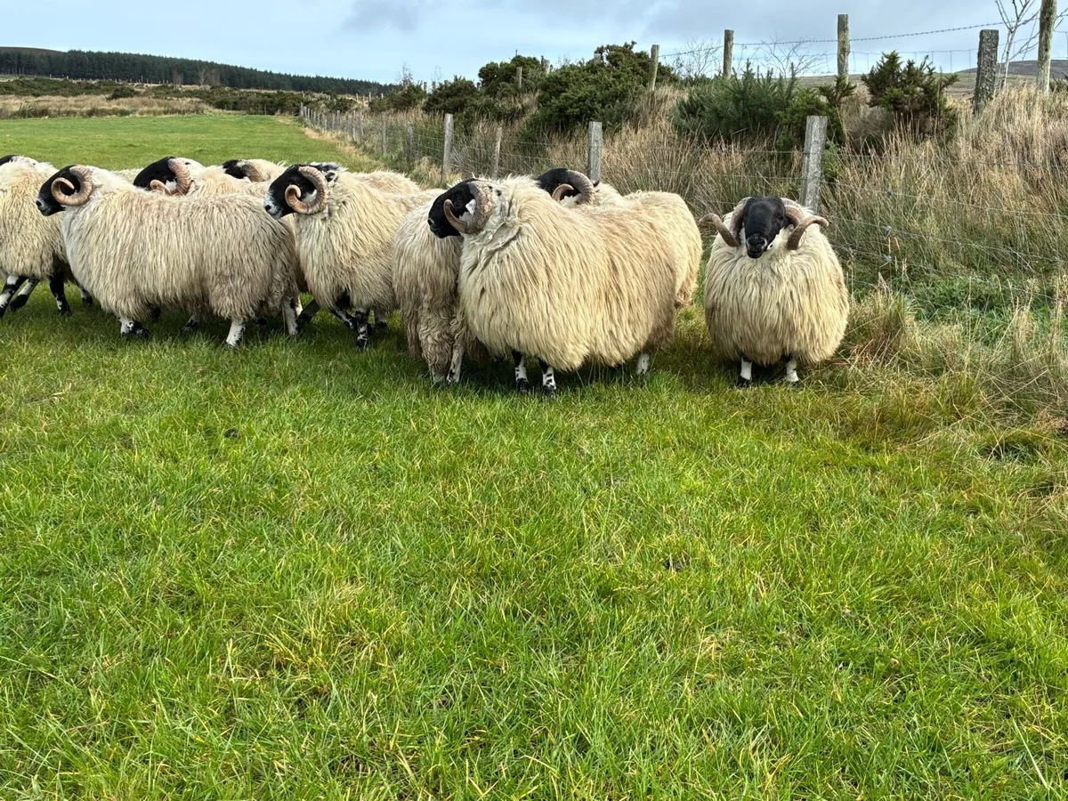 Hogget rams - Image 3