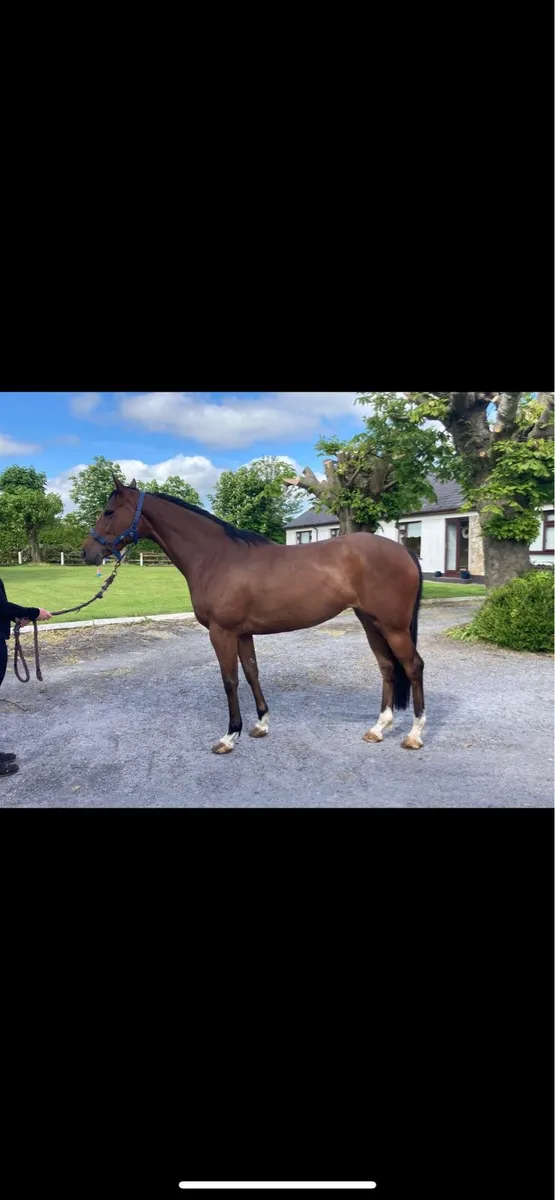 5 year old mare
