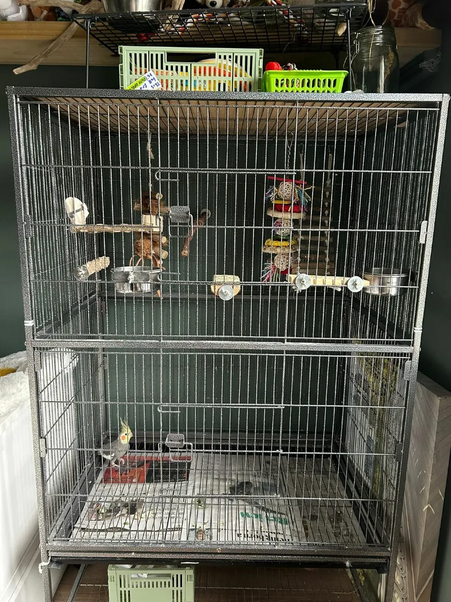 Cockatiel and large bird cage - Image 1
