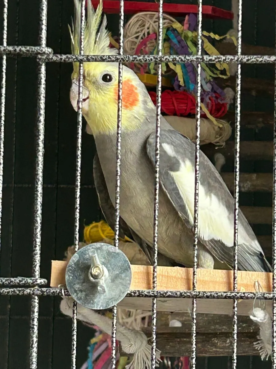 Cockatiel and large bird cage - Image 2