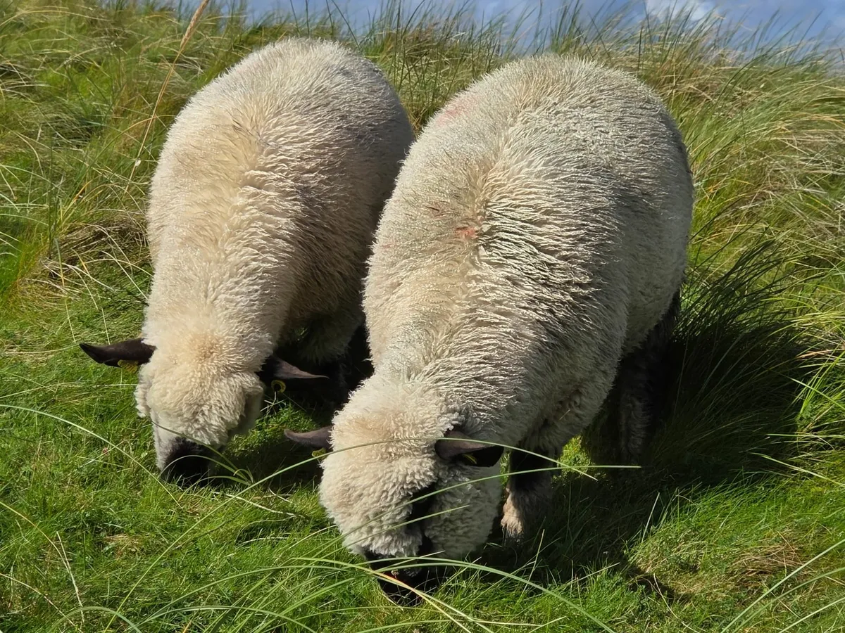 Hampshire Down Pedigree Ram Lambs - Image 1