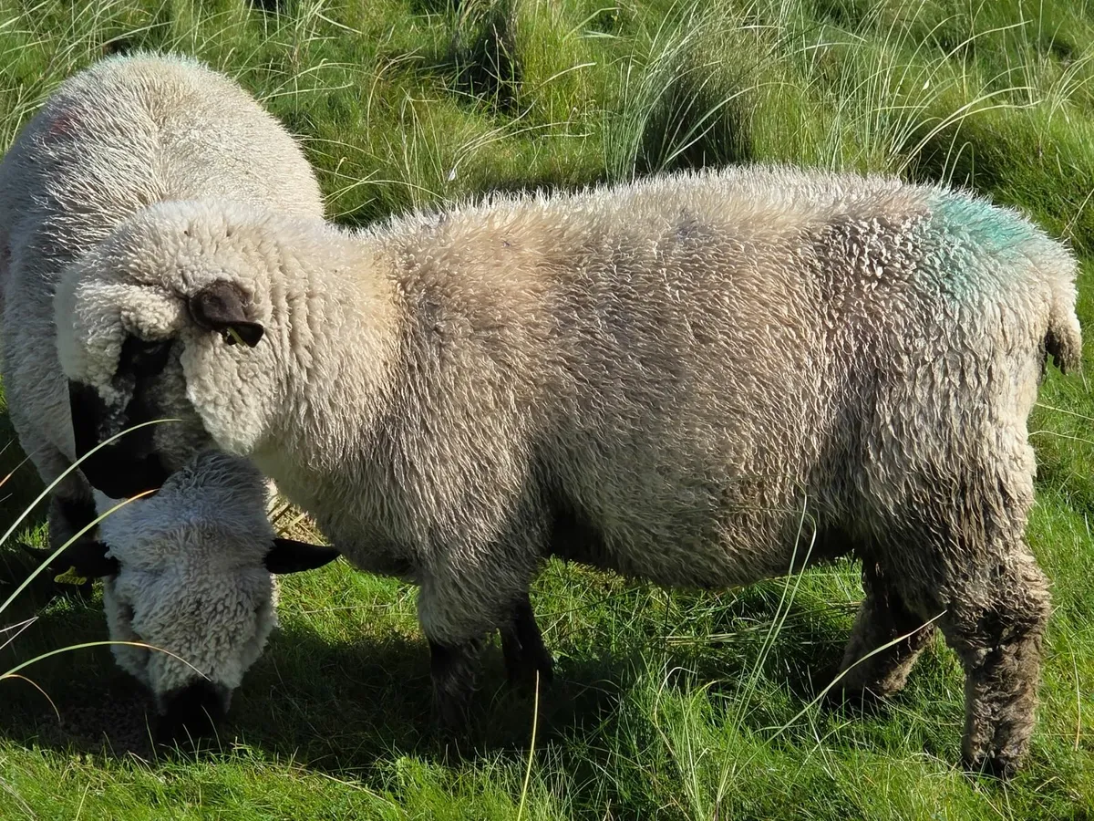Hampshire Down Pedigree Ram Lambs - Image 2