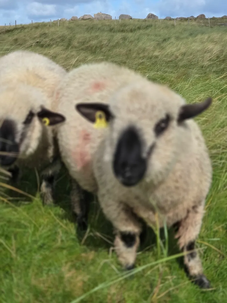 Hampshire Down Pedigree Ram Lambs - Image 3
