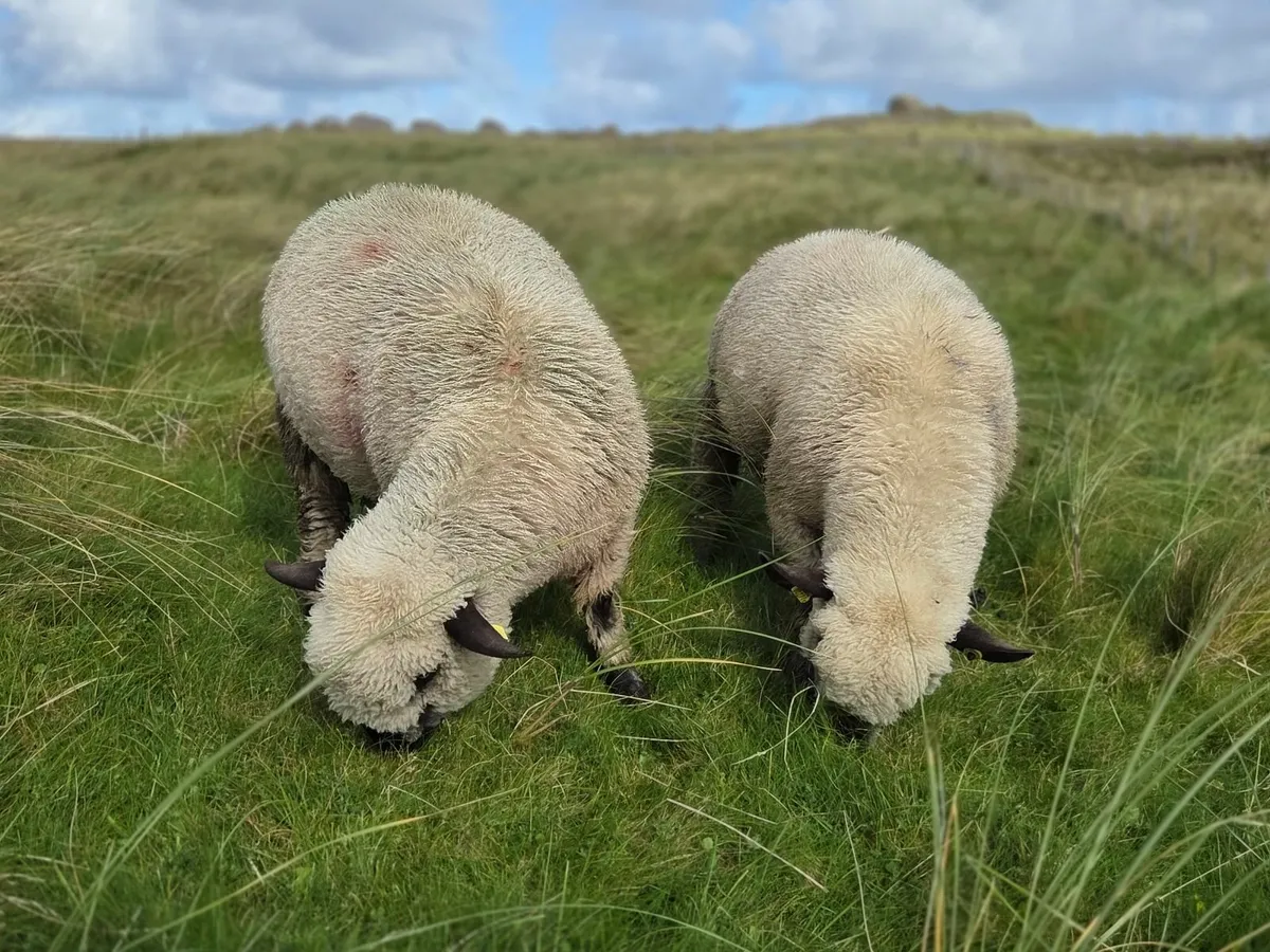 Hampshire Down Pedigree Ram Lambs - Image 4