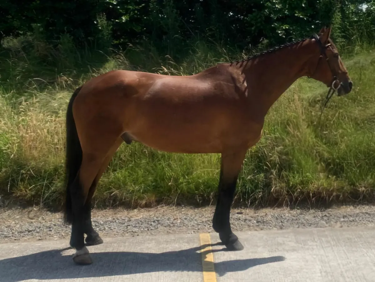 6 yo gelding by Vittorio - Image 1
