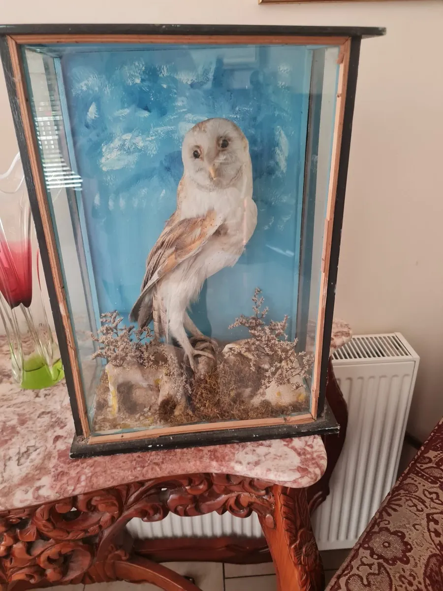 Taxidermy white barn owl - Image 3