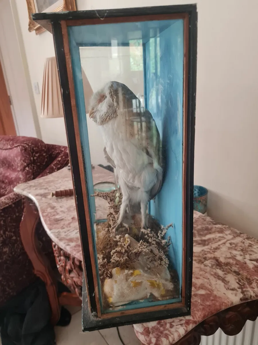 Taxidermy white barn owl - Image 4
