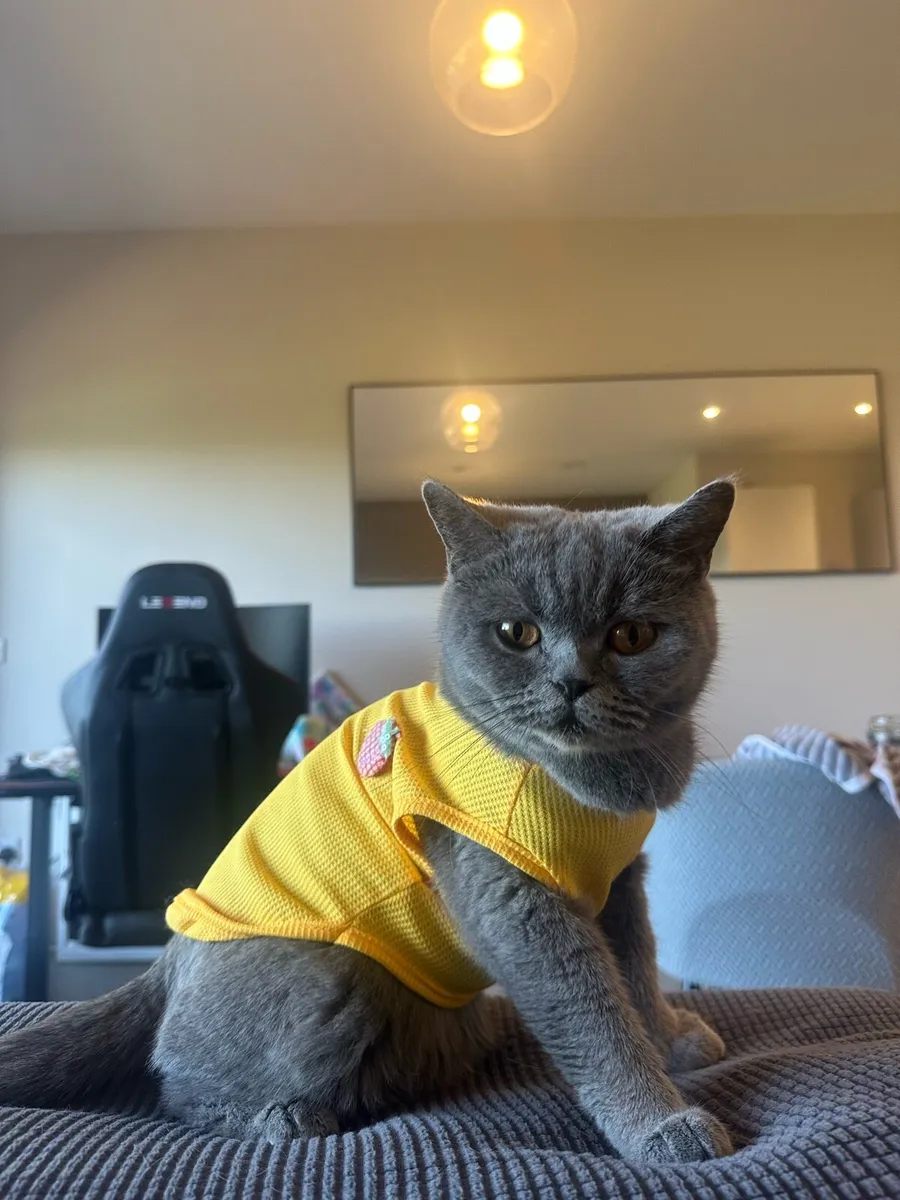 British shorthair Adult - Image 2
