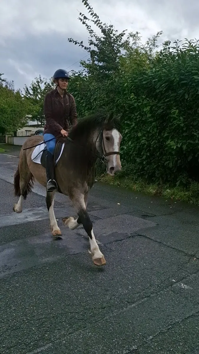 Dun Filly's For Sale - Image 1